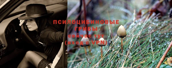 PSILOCYBIN Гусиноозёрск
